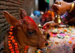 यमपञ्चकको तेस्रो दिन: आज गाई पूजा गरी मनाइँदै 